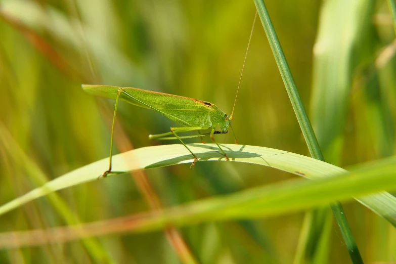 a green grasshopper sitting on top of a leaf in the wind