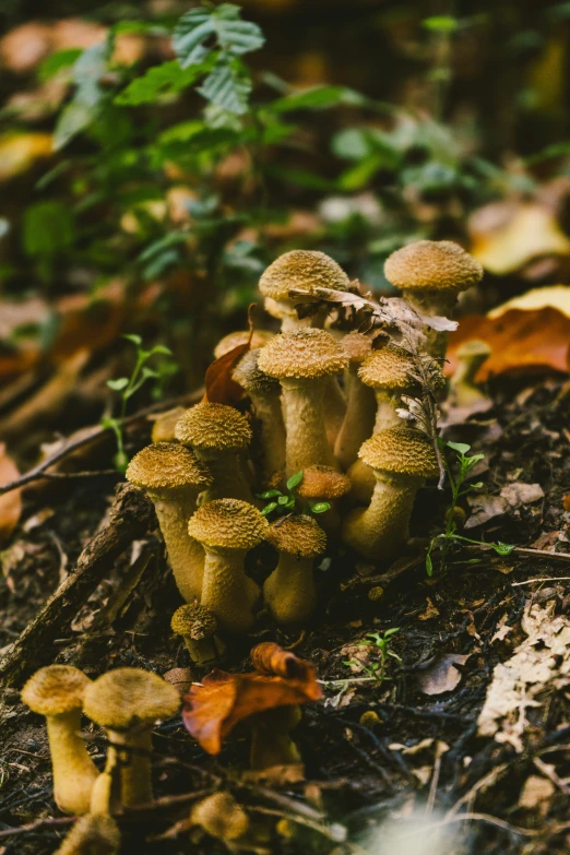 small mushroom growing on the ground surrounded by leaves