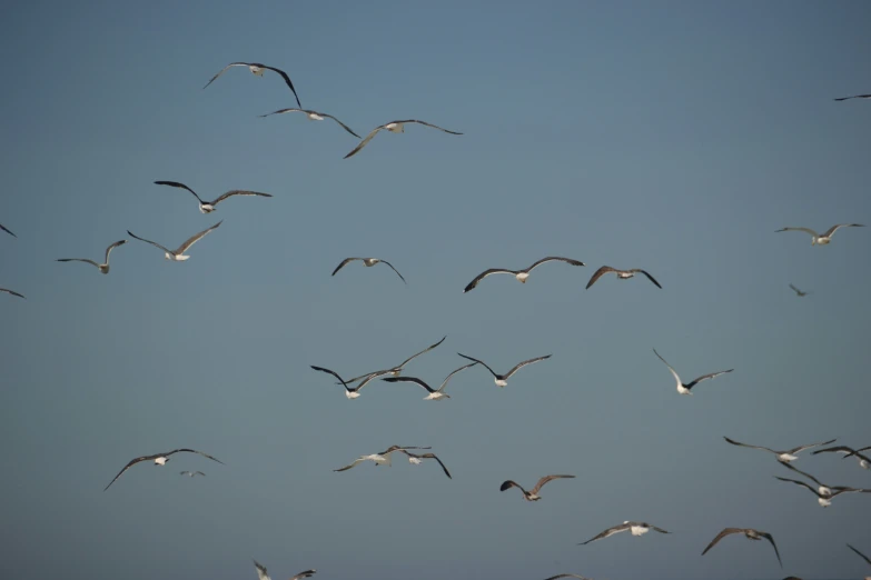 a flock of seagulls flying high in the sky