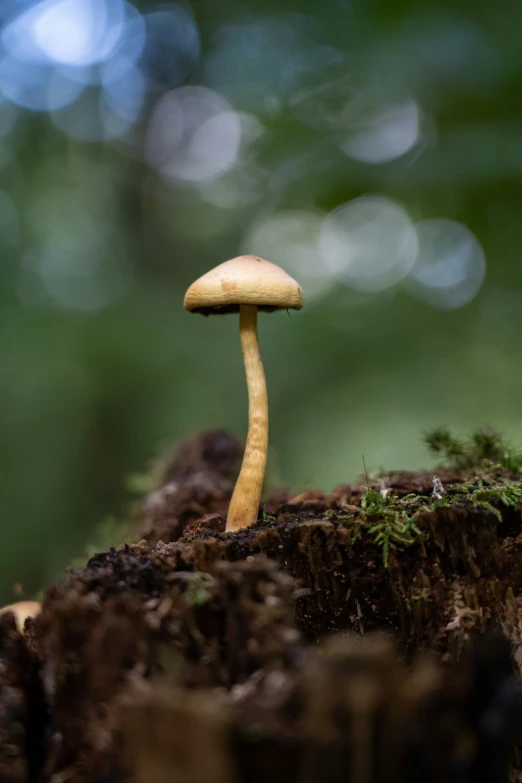 a tiny brown mushroom sitting on top of some brown dirt