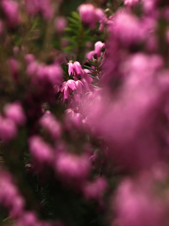 purple flowers growing on the ground near trees