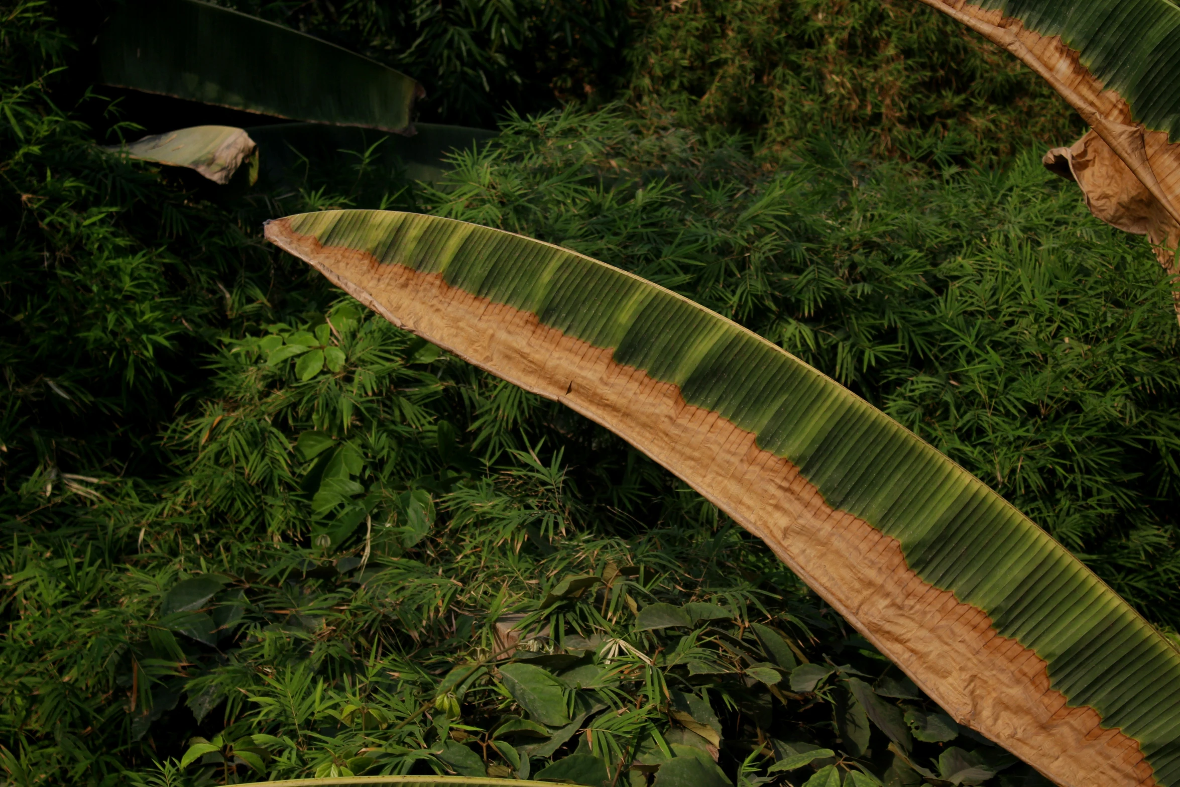 a banana tree nch in a tropical forest