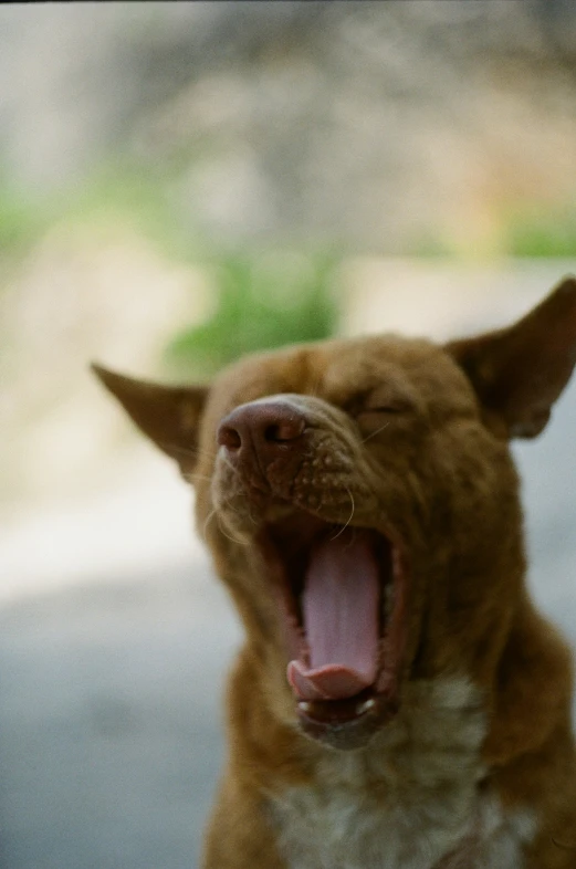 a dog that is barking with his tongue open