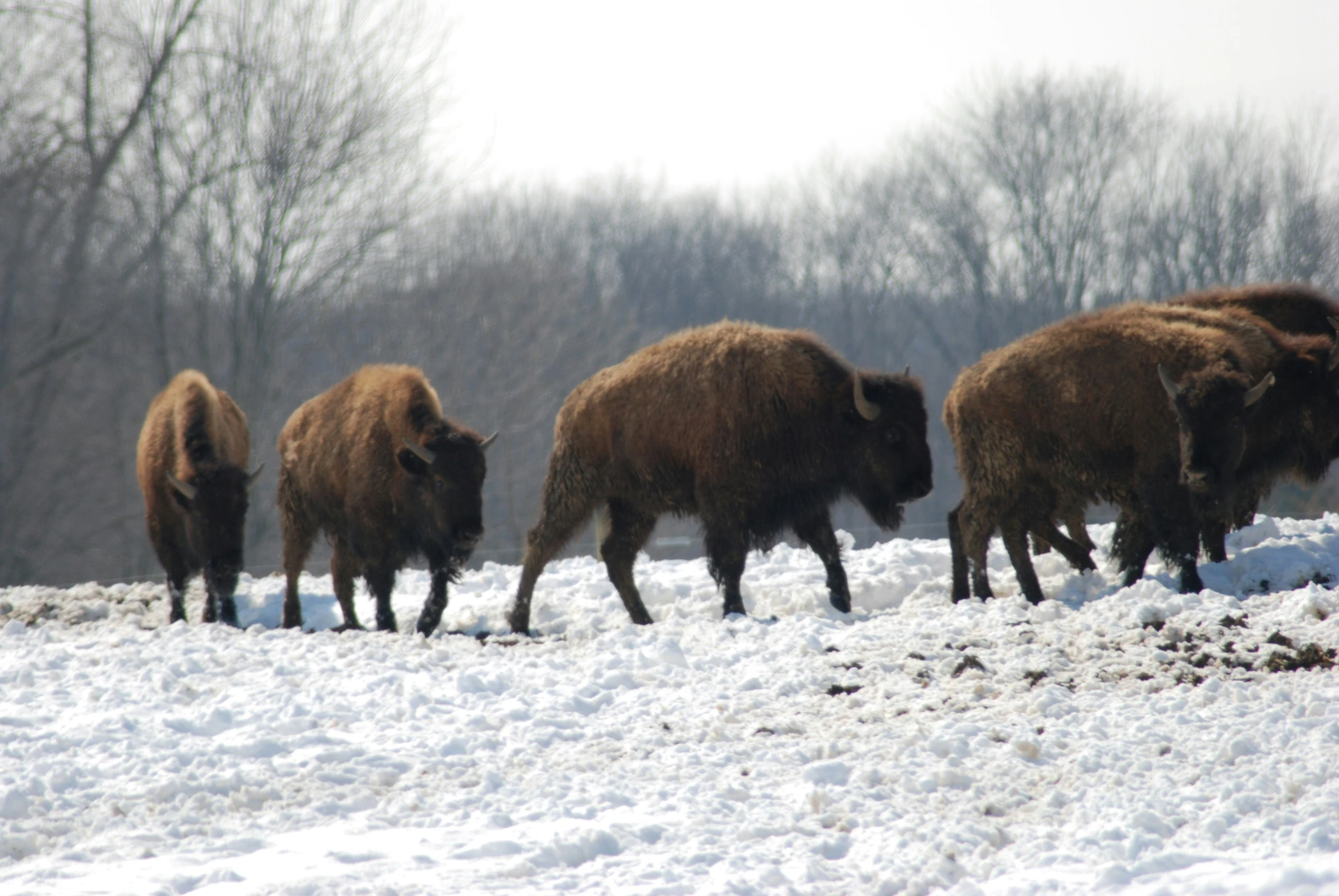 the herd of bison walks on snow covered field