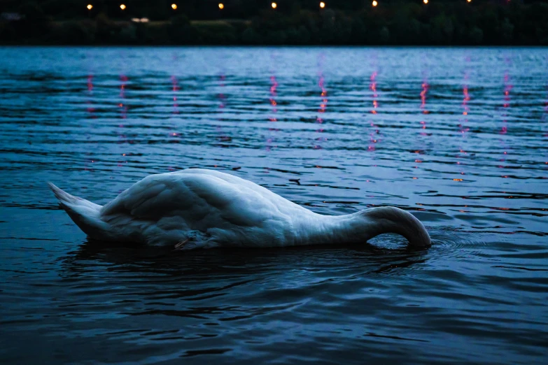 the large swan is swimming in the large lake