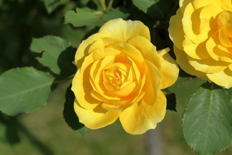 two yellow roses blooming on the nches of trees