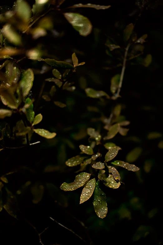 a bush with some green leaves on it