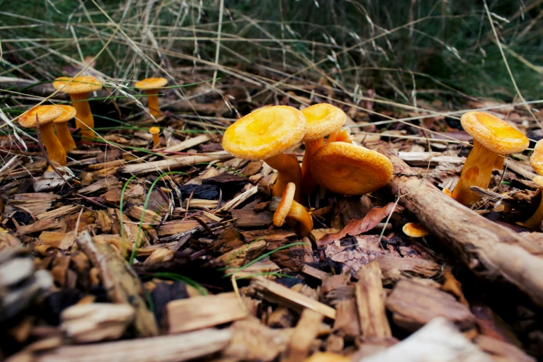 some mushrooms are laying on the dirt outside