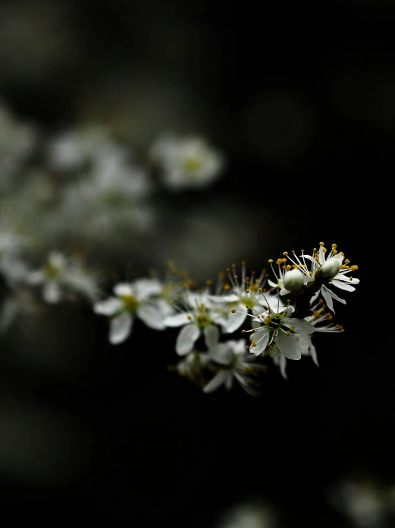 some white flowers are blooming with green stems