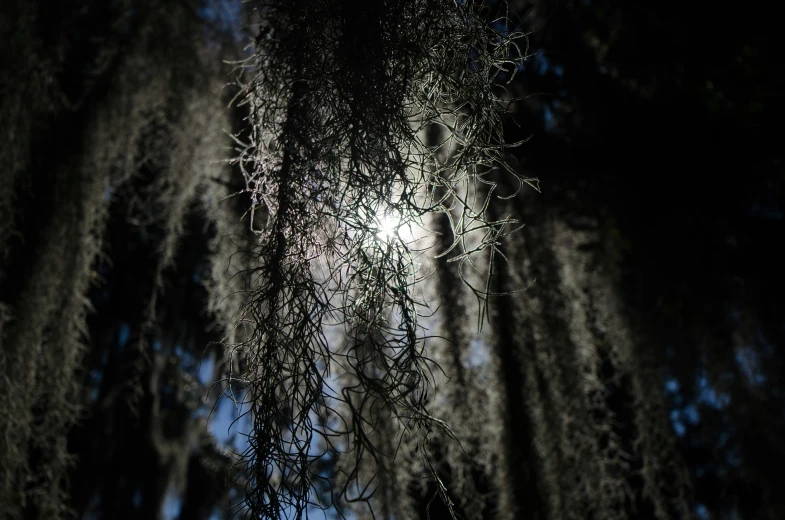 a tree nch with the sun shining in the background