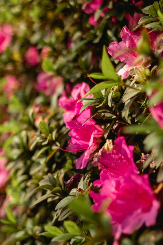 a large flower covered bushes with purple flowers