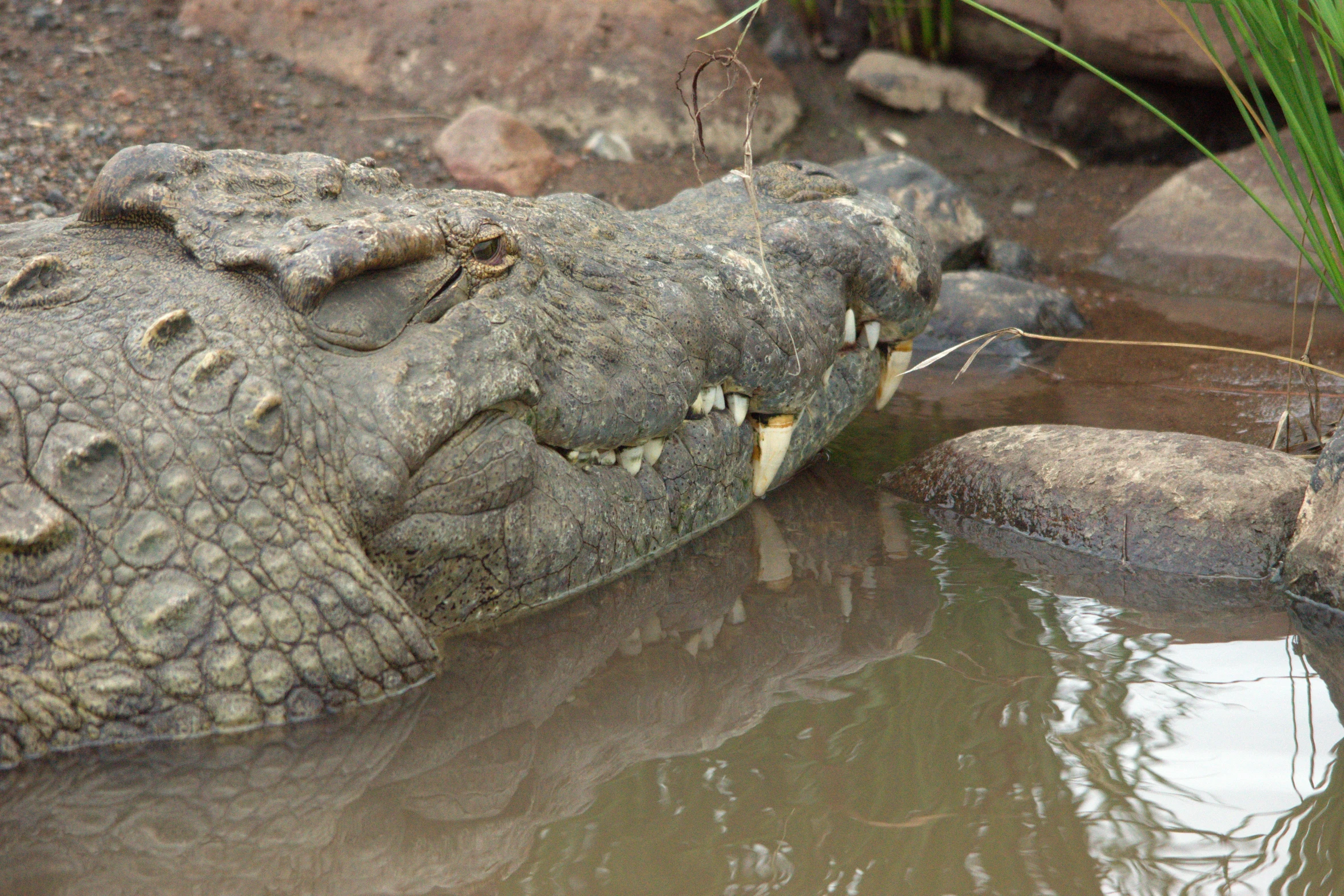 the head of an alligator near a body of water