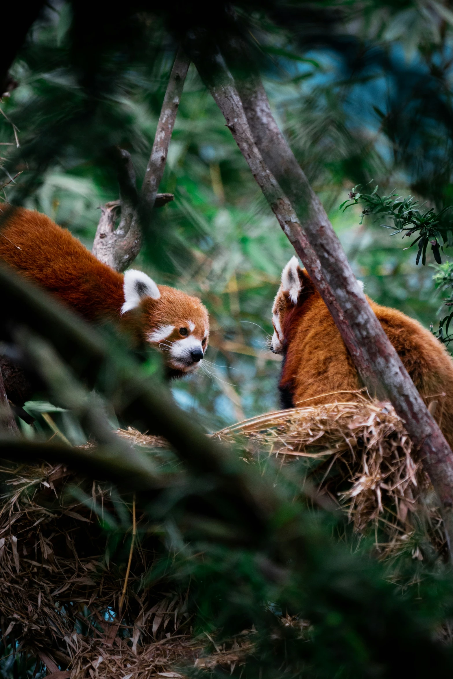 two red pandas resting on a tree in the woods