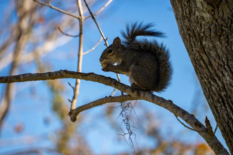 the squirrel is sitting on the tree limb