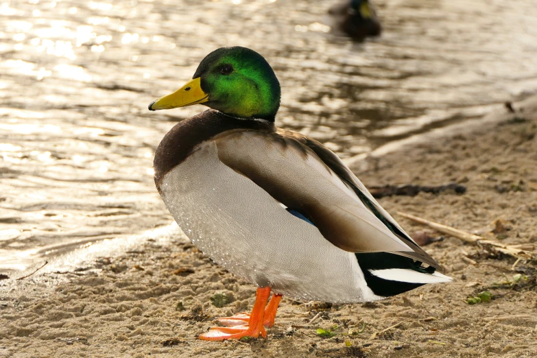 a duck standing on the sand near the water