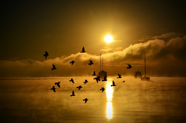 birds flying in front of a foggy sunset over water