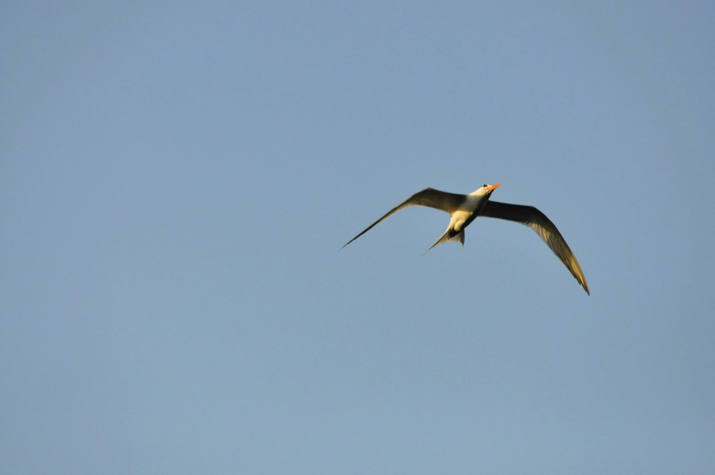 the bird flies in a blue sky with a small bird perched on its wings