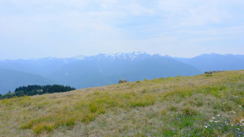 a lush green hillside with animals on it