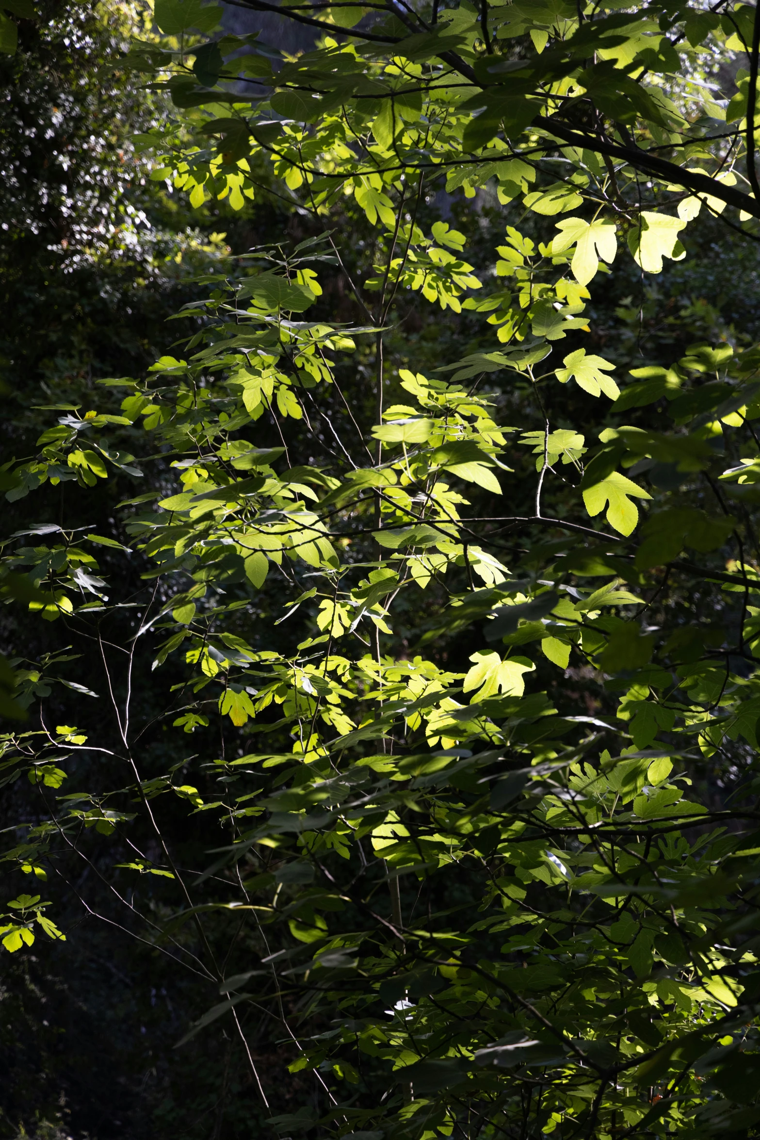 some very pretty trees that have some big green leaves