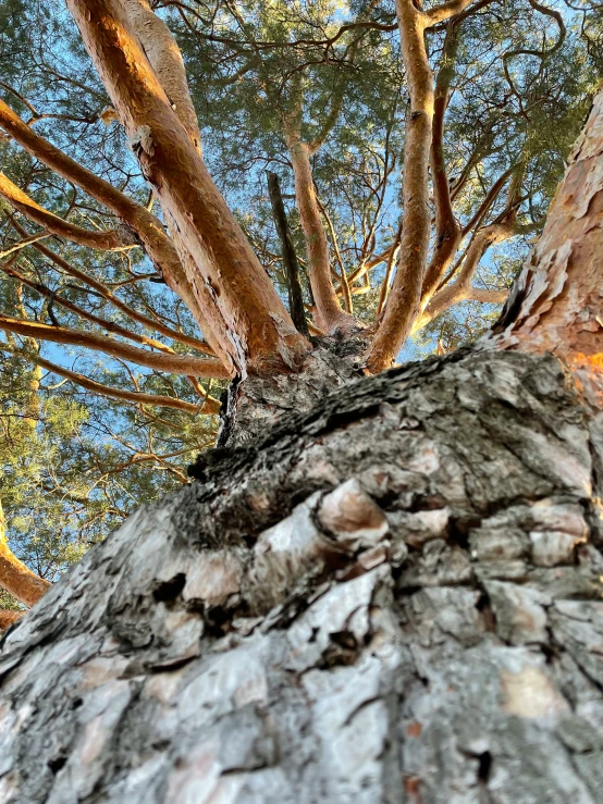 the base of an old tree in autumn time