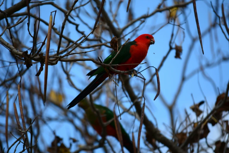 two red birds sitting on a bare nch