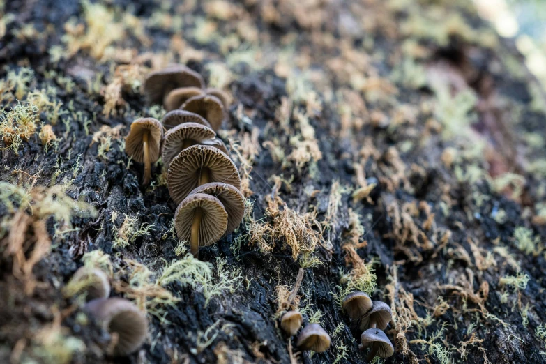 the group of mushrooms have long thin heads