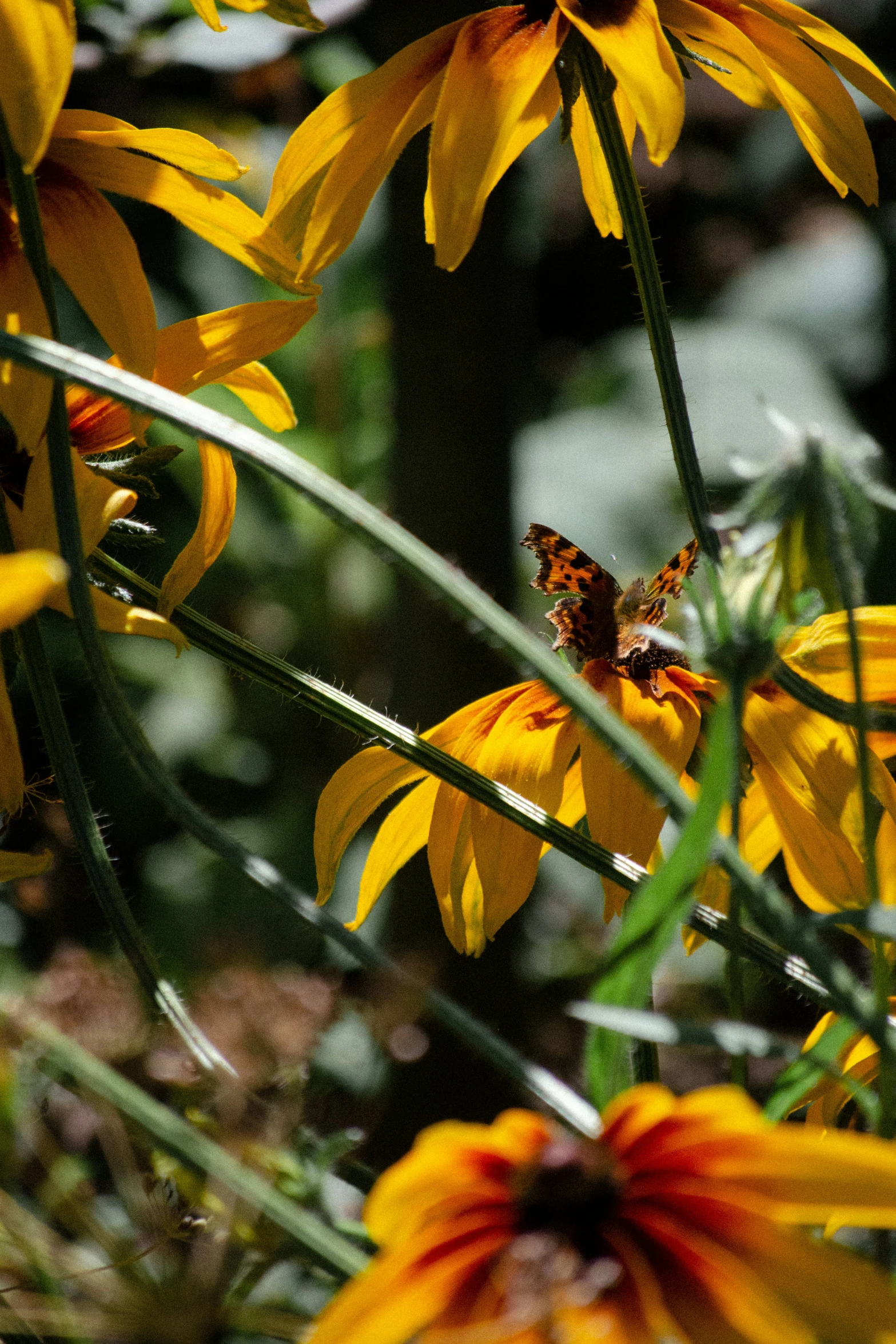 small erfly sitting on a yellow flower