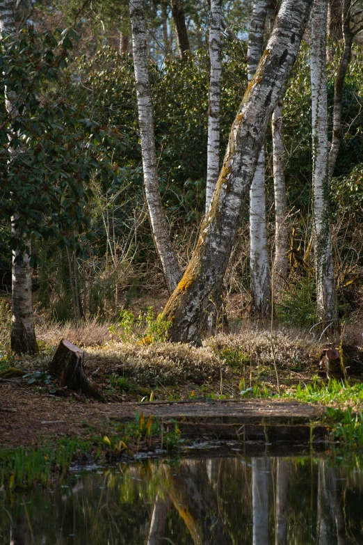 a bench sitting on the bank of a river