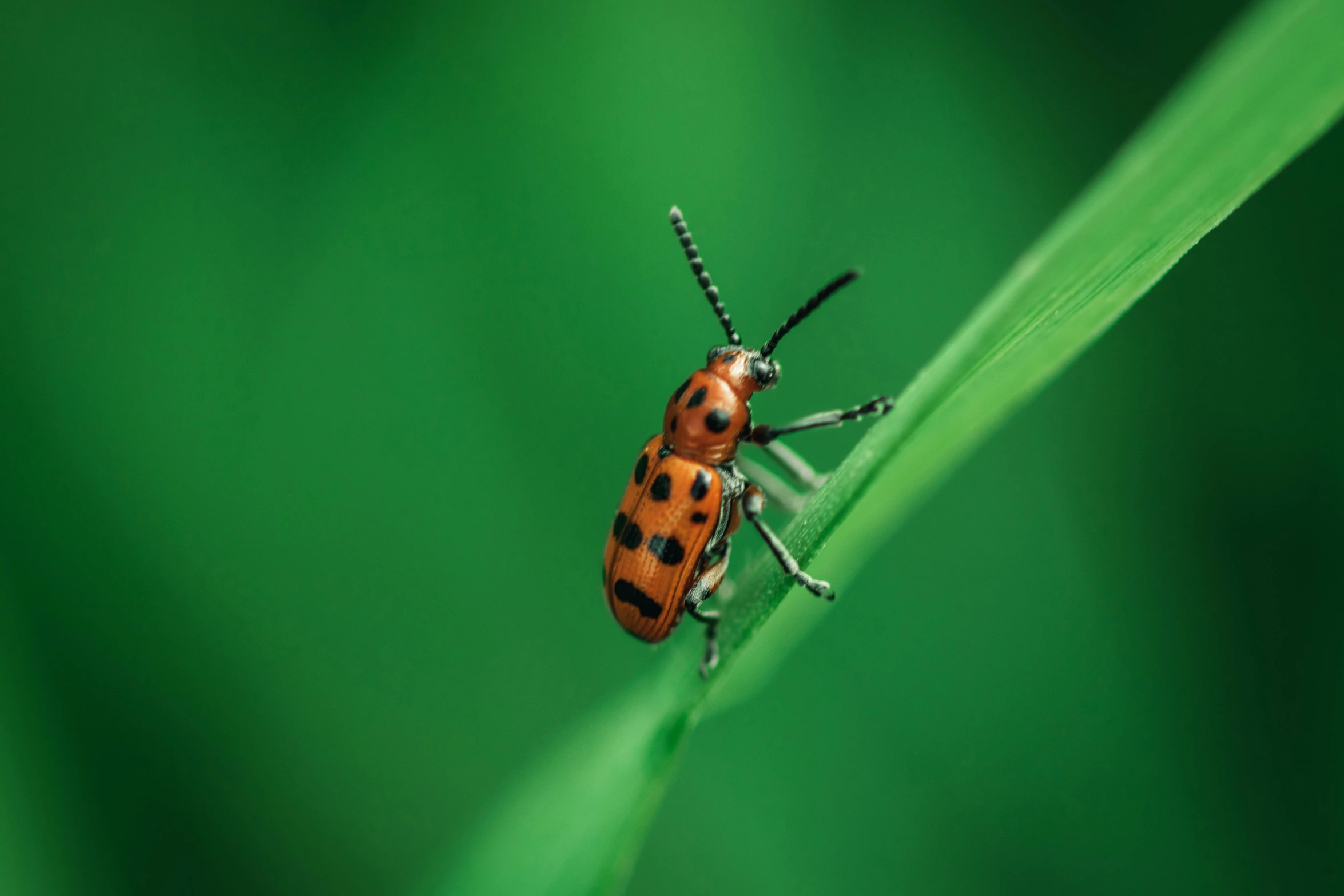 a red bug standing on the edge of a green blade