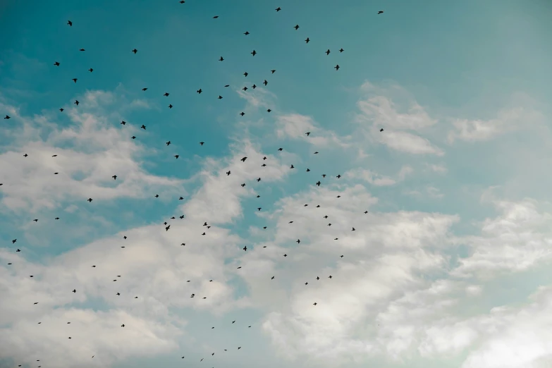 there is a flock of birds flying through the sky