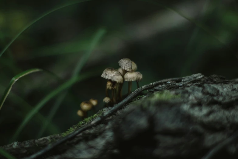 mushrooms growing on top of a mossy tree nch