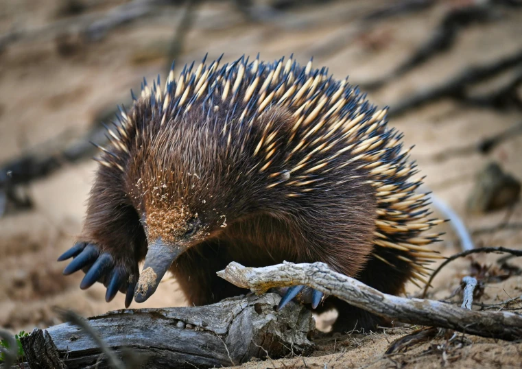 an ecant stands on its hind legs on a hillside