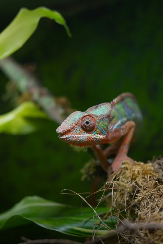 the chamelon is sitting on the bark outside