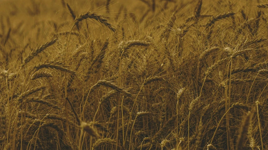 a close up of wheat growing in a field