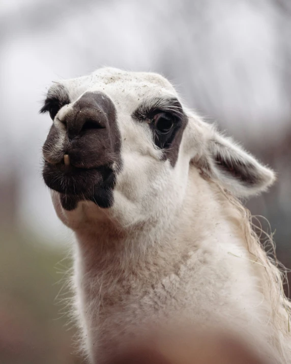 a llama with its mouth open looking into the camera