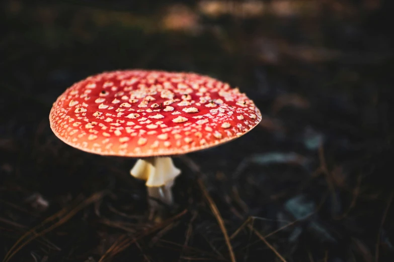 small red mushroom with white dots on it