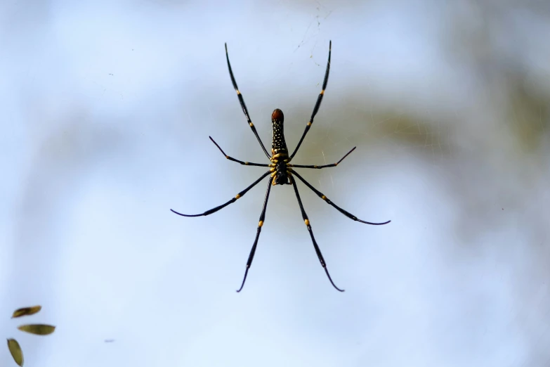 an extreme close up of a spider on its web