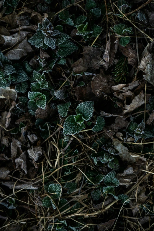 this is a very close up picture of frosted leaves