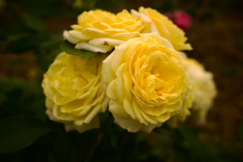 a bouquet of yellow flowers with leaves on it