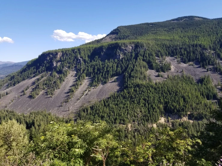 the trees are growing on the mountain side