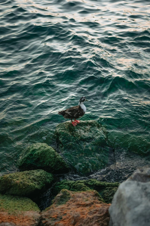 a bird sitting on top of the water