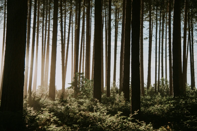 the sun shining through the trees in the woods