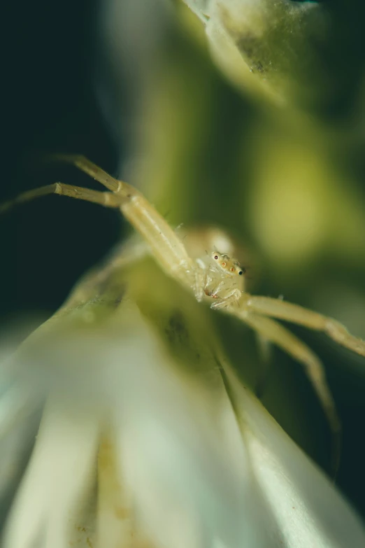 close up image of a flower and a spider