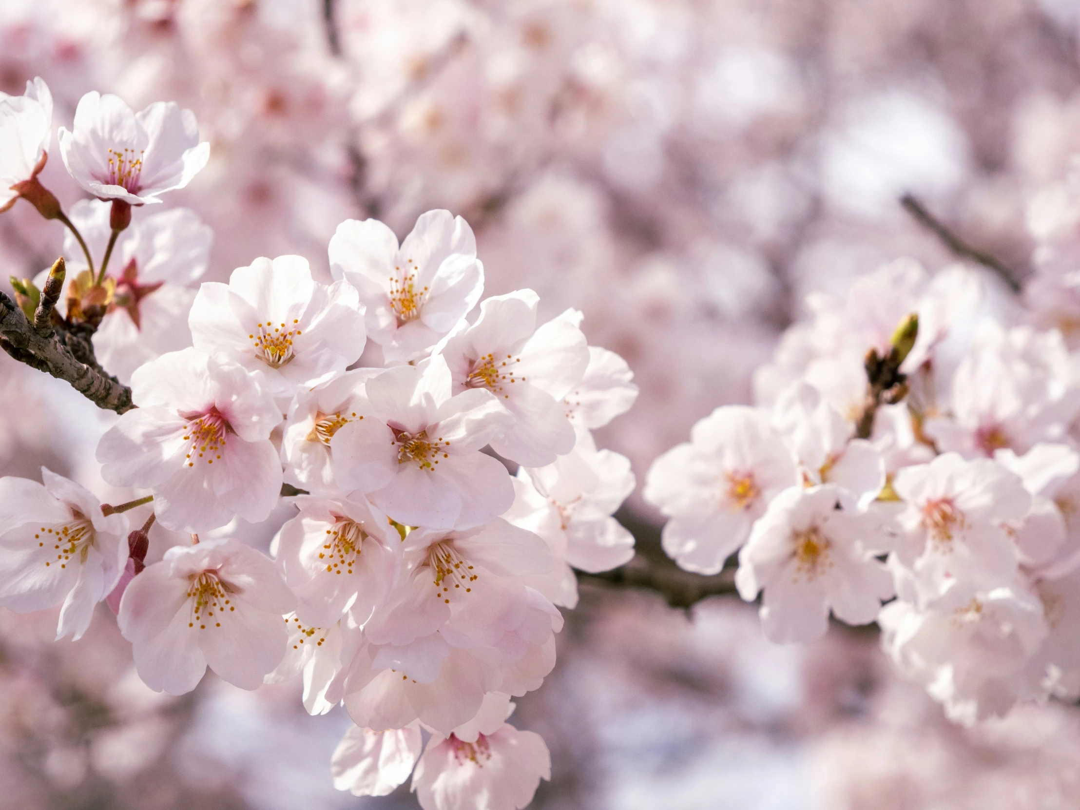 flowers and some leaves are blossoming and pink