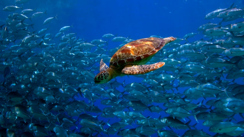 a turtle swimming over a school of fish