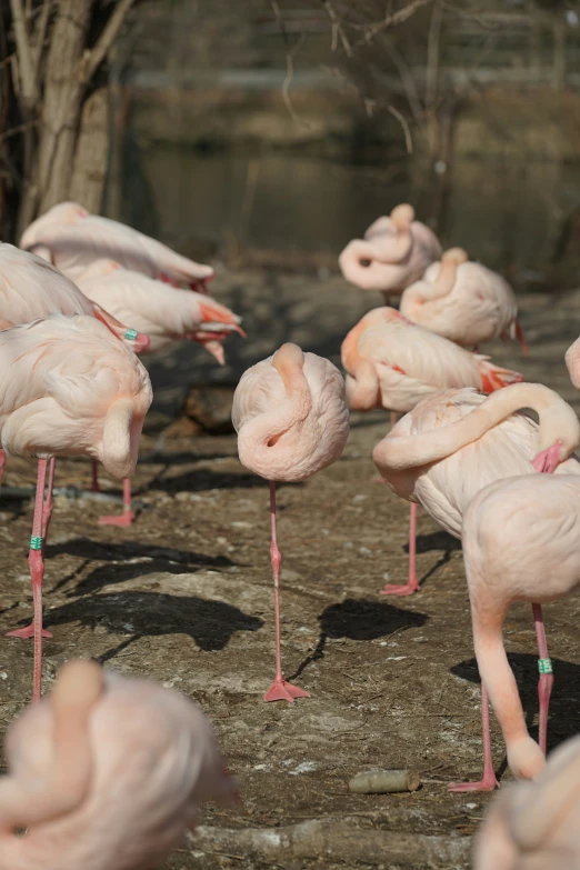 several flamingos standing and sitting in the dirt