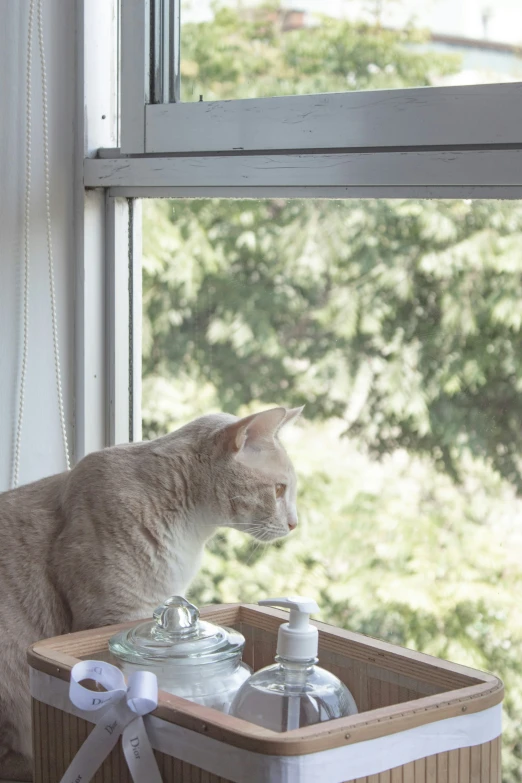 a gray and white cat in a window box