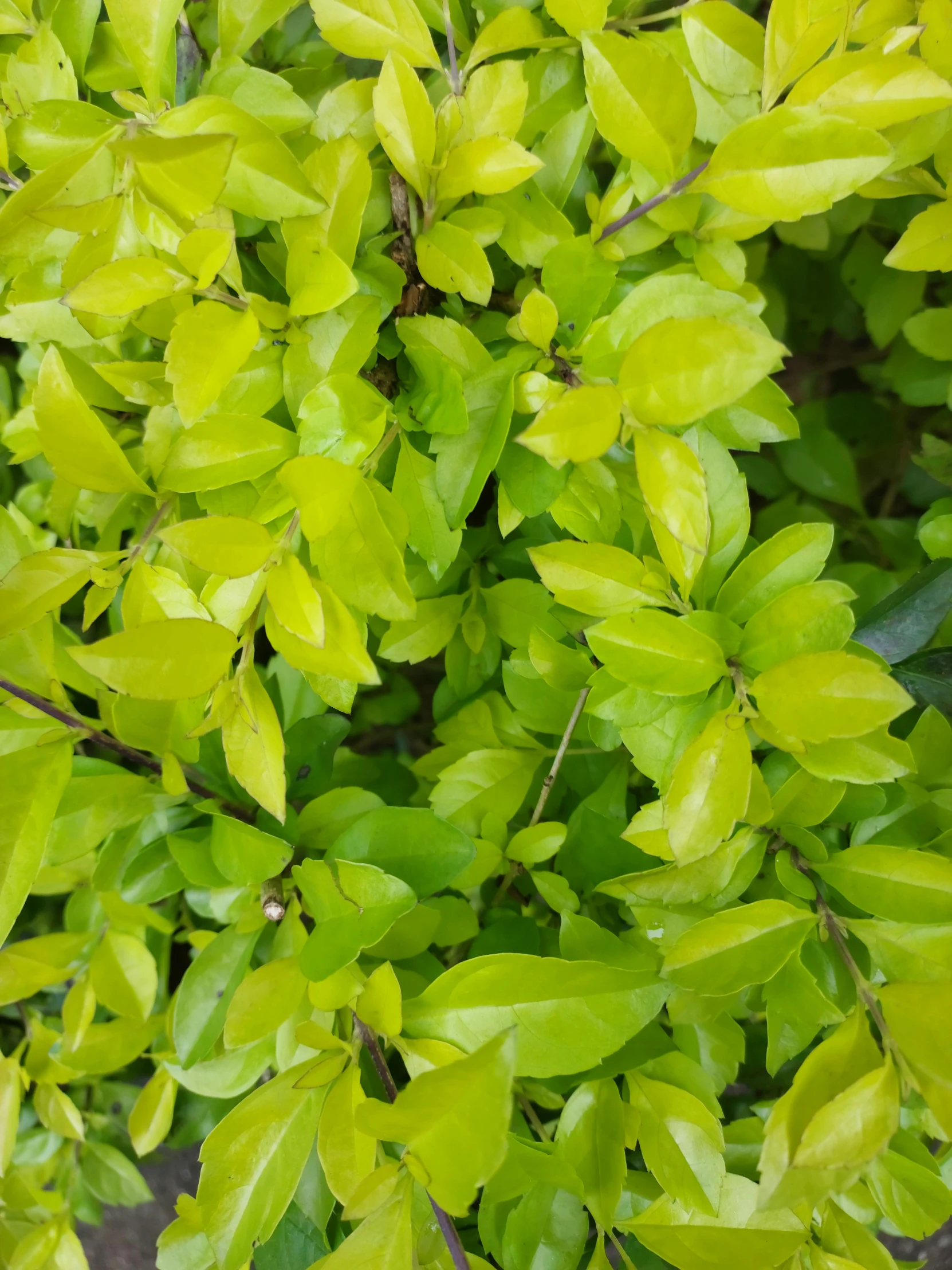 the green leaves of a bush with brown patches