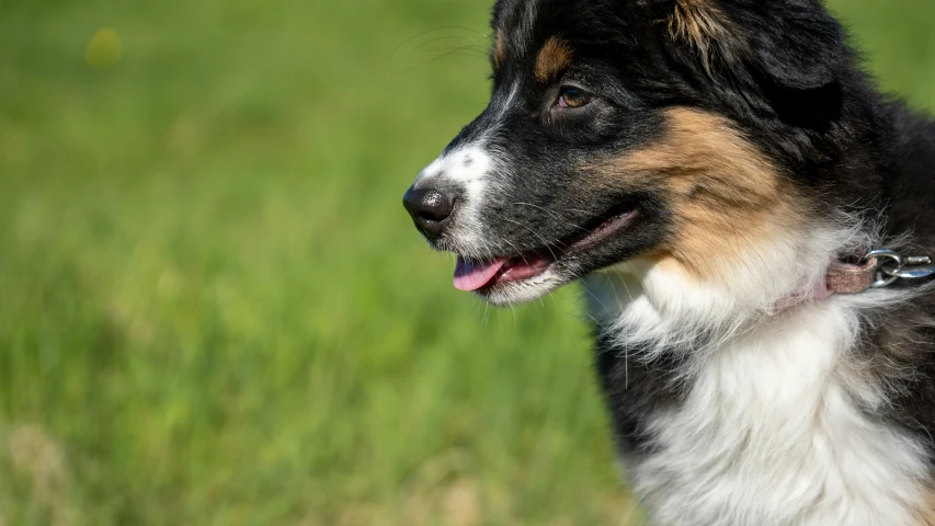 a large dog with brown, black and white fur looks at soing