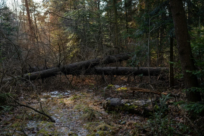a fallen down tree in a wooded area